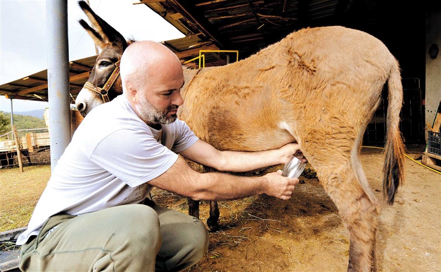 Montenegro's donkey's milk is new health trend - Shanghai Daily (subscription)